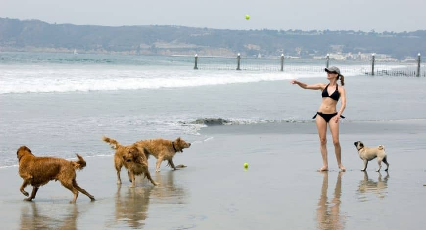 Playas para perros en Cataluña y en la Comunidad Valenciana 